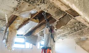 Reliable Columbia, TN Mold Remediation Solutions